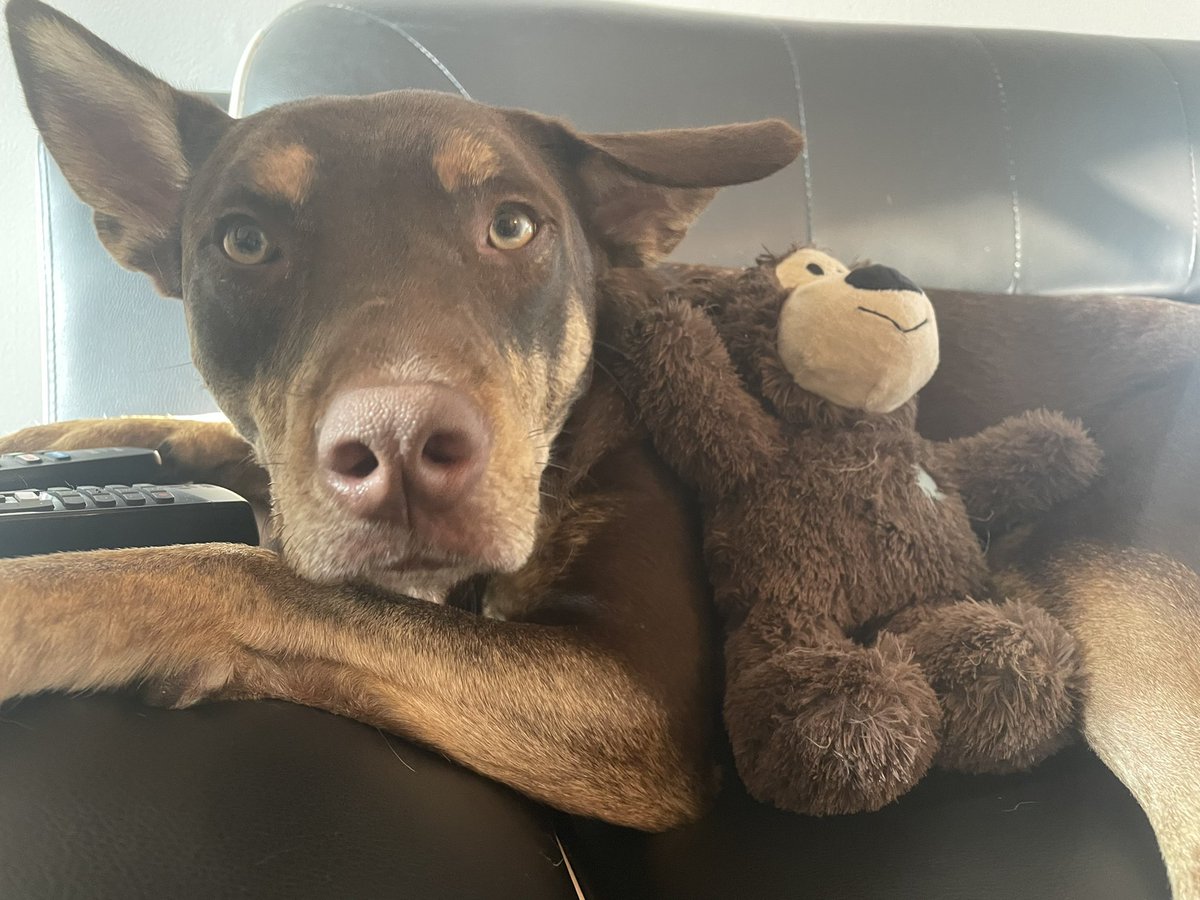 taydillonn's tweet photo. @dog_rates @Trupanion the sweetest little bean🤎 https://t.co/XE8FGlnwoc