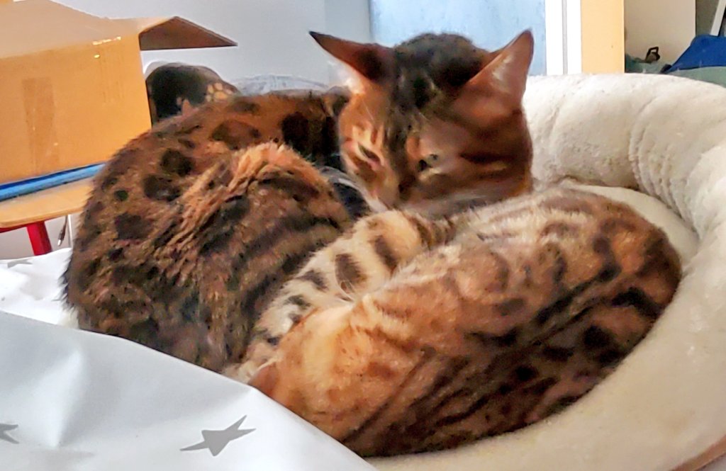 Didi, Carisma, Lobsang & Mort tweet media