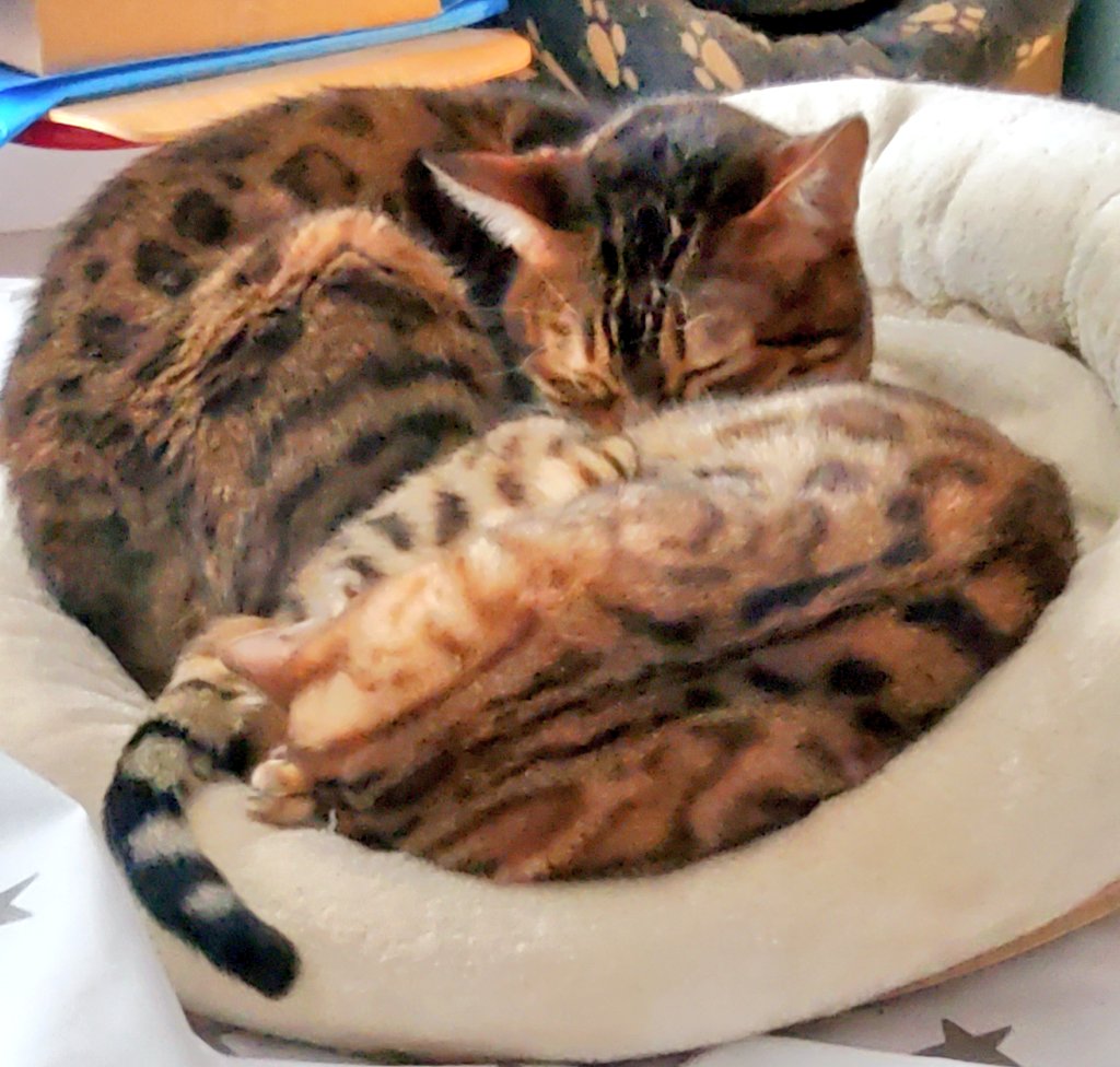 Didi, Carisma, Lobsang & Mort tweet media