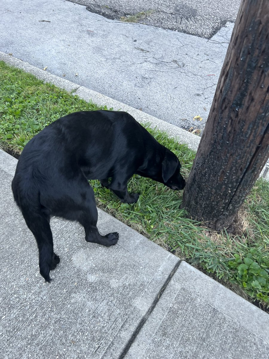 This sweet guy was abandoned in Mount Echo Park, locked in the tennis court. He got out and is following me. I can’t leave him &amp; no shelter is answering. Can somebody help with a solution?