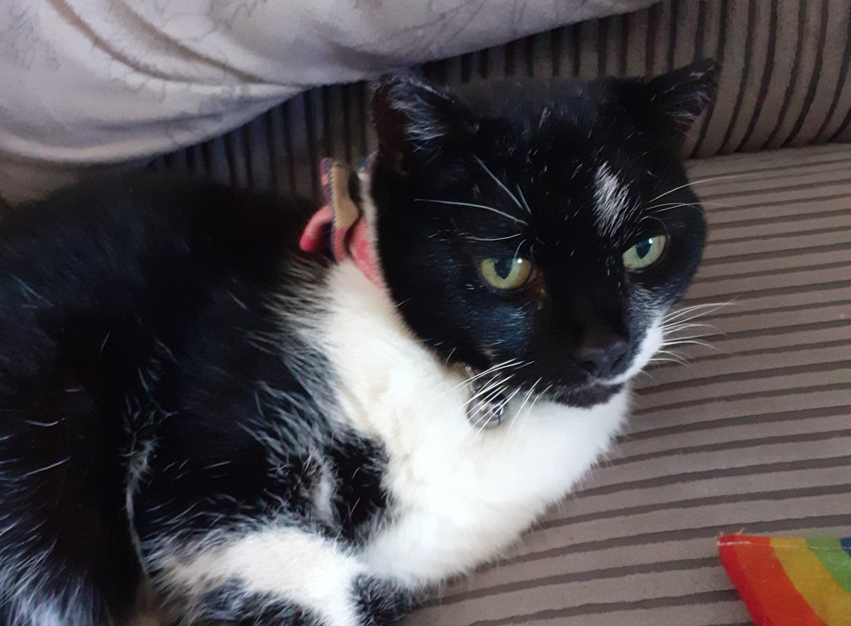 misspollyfoster's tweet photo. We had to say goodbye to Polly, our princess today. We're in shock, but at least she hasn't suffered. #otrb https://t.co/ya16bZqma7