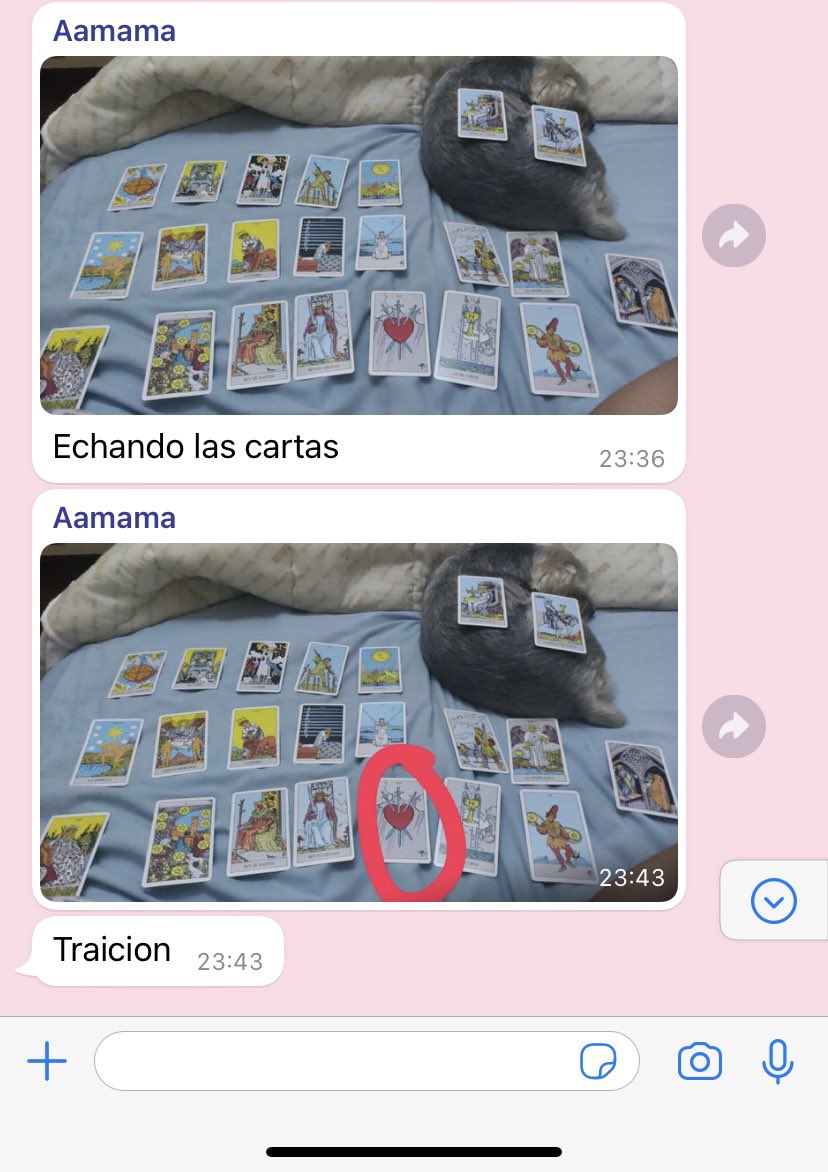 sacrec0eur's tweet photo. mi madre esta echando las cartas ENCIMA DEL PERRO ME AHOGO https://t.co/YC2hofbUhP