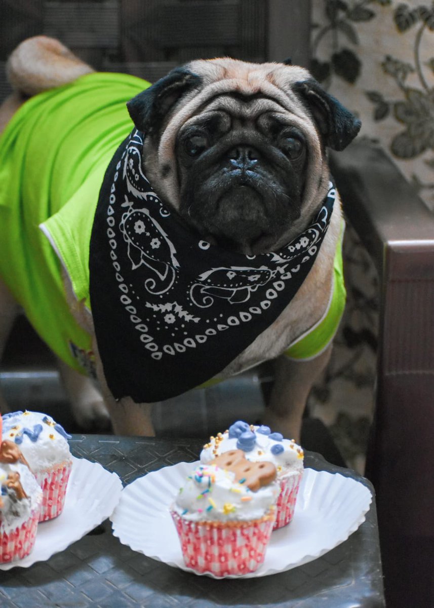 PremMankani's tweet photo. Petstop cafe
#cack #bakery #cackcup #petlovers #puppy #kitten #Dog #Sales https://t.co/uOFZvq9pQT