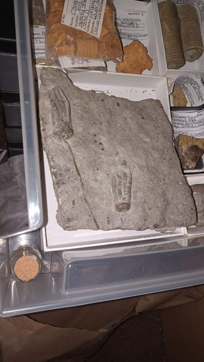 PaleoCameron's tweet photo. #CrinoidWeek
Here are two Phanocrinus formosus from the Upper Mississippian (Lower Carboniferous) Upper Monteagle Limestone from Alabama. https://t.co/vQzIFVpaRs