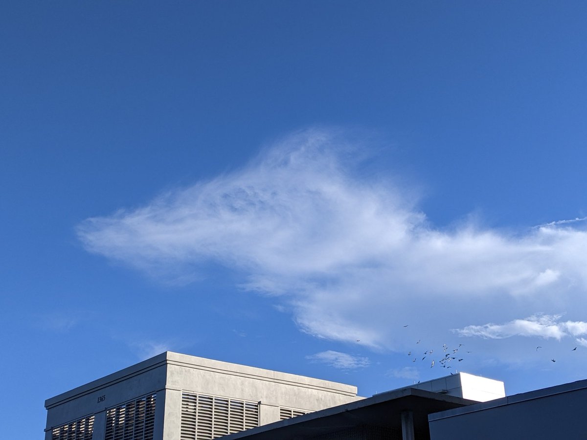 manyarecalled's tweet photo. Reptilian 🦖☁️ https://t.co/adqkjsm41F