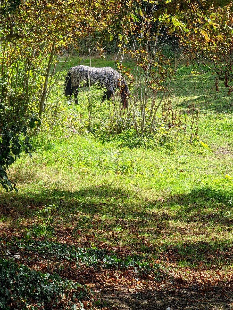 Louis Mullineux tweet media