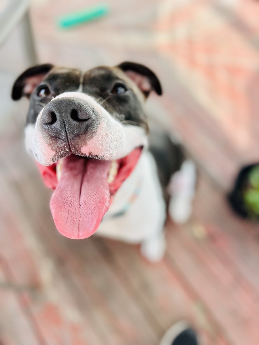 TysonHaynes's tweet photo. @dog_rates @Trupanion This is my dog Olive! She’s a 2 year old pit mix. https://t.co/tNXWWlXuyp