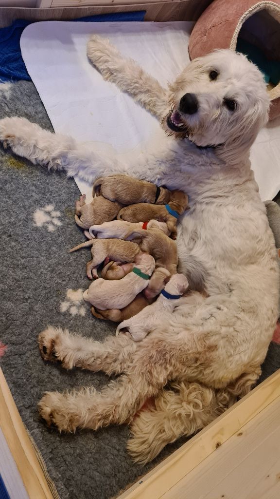 My friends, I kept a little secret from you... 🤫 Well, to be precise: 10 little secrets. Say hi to my babies! They came to this world yesterday. 
🐶🐶🐶🐶🐶🐶🐶🐶🐶🐶
