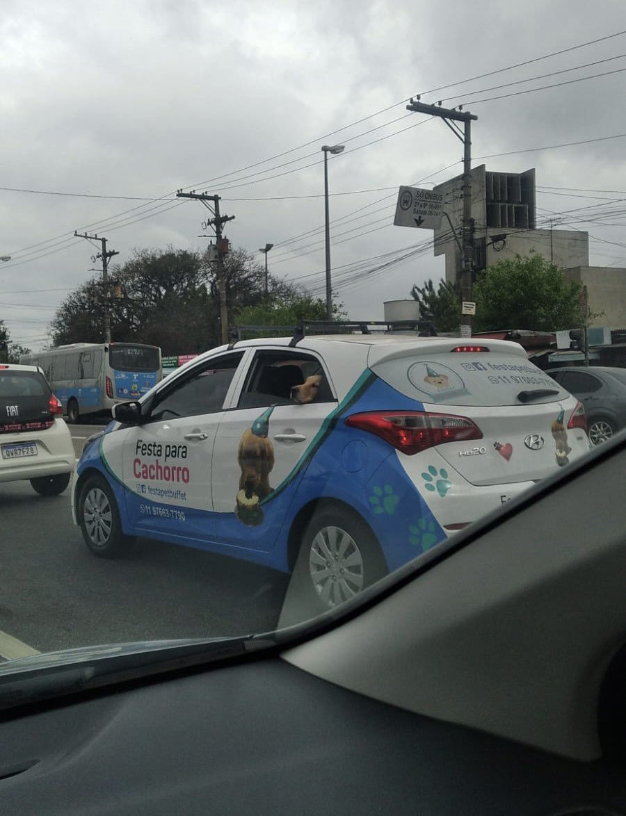 AramiBarreto's tweet photo. Les voy a dejar una idea millonaria, en São Paulo hay este servicio en donde le pasean a tu perro por la ciudad el día de su cumple 😭❤️ https://t.co/AYMPUa6Gwi