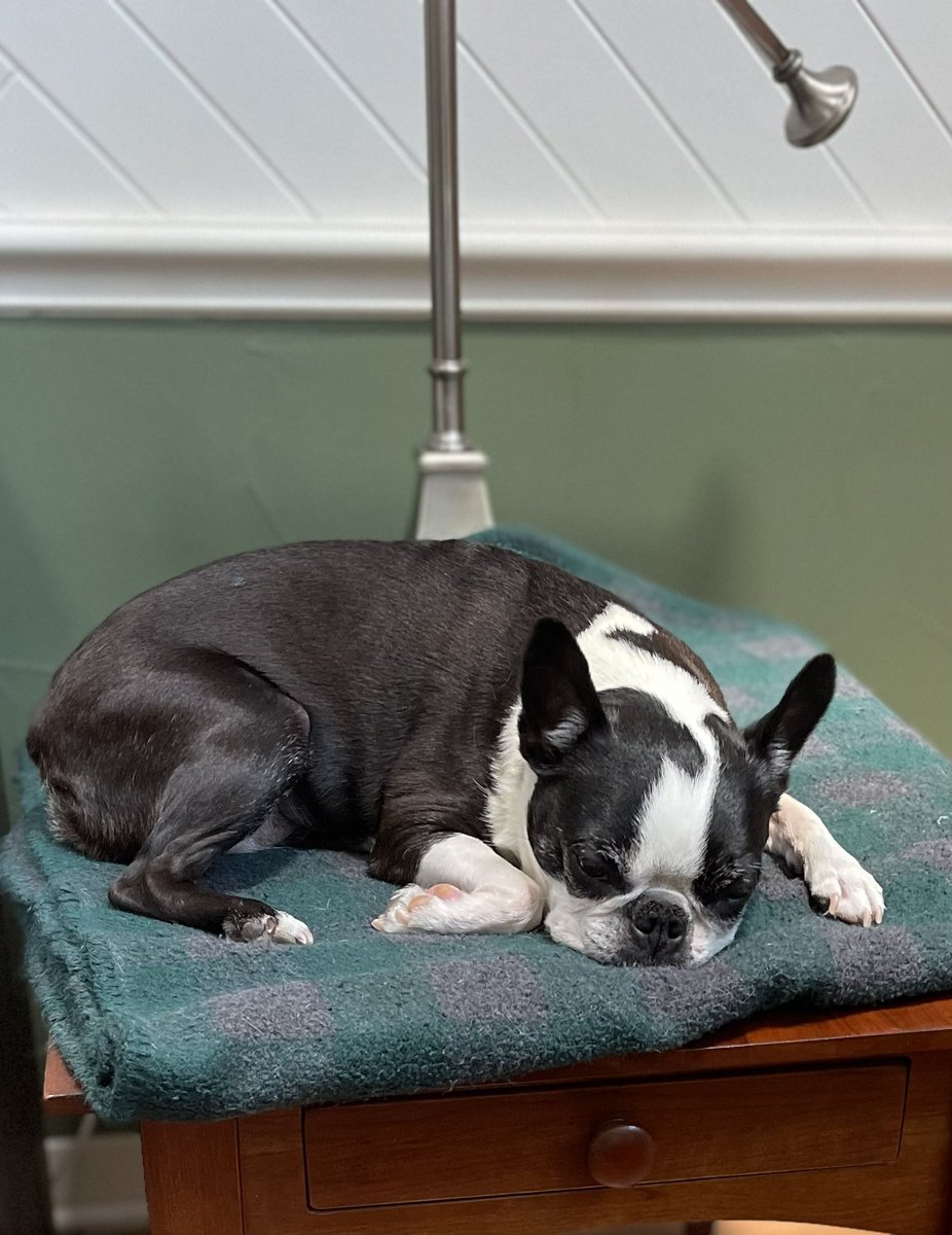 ConstitJeff's tweet photo. @JellyBeanGummyB What a face. Here is Buckley sleeping on an end table. #dogsrule https://t.co/zgkPgd3MZS