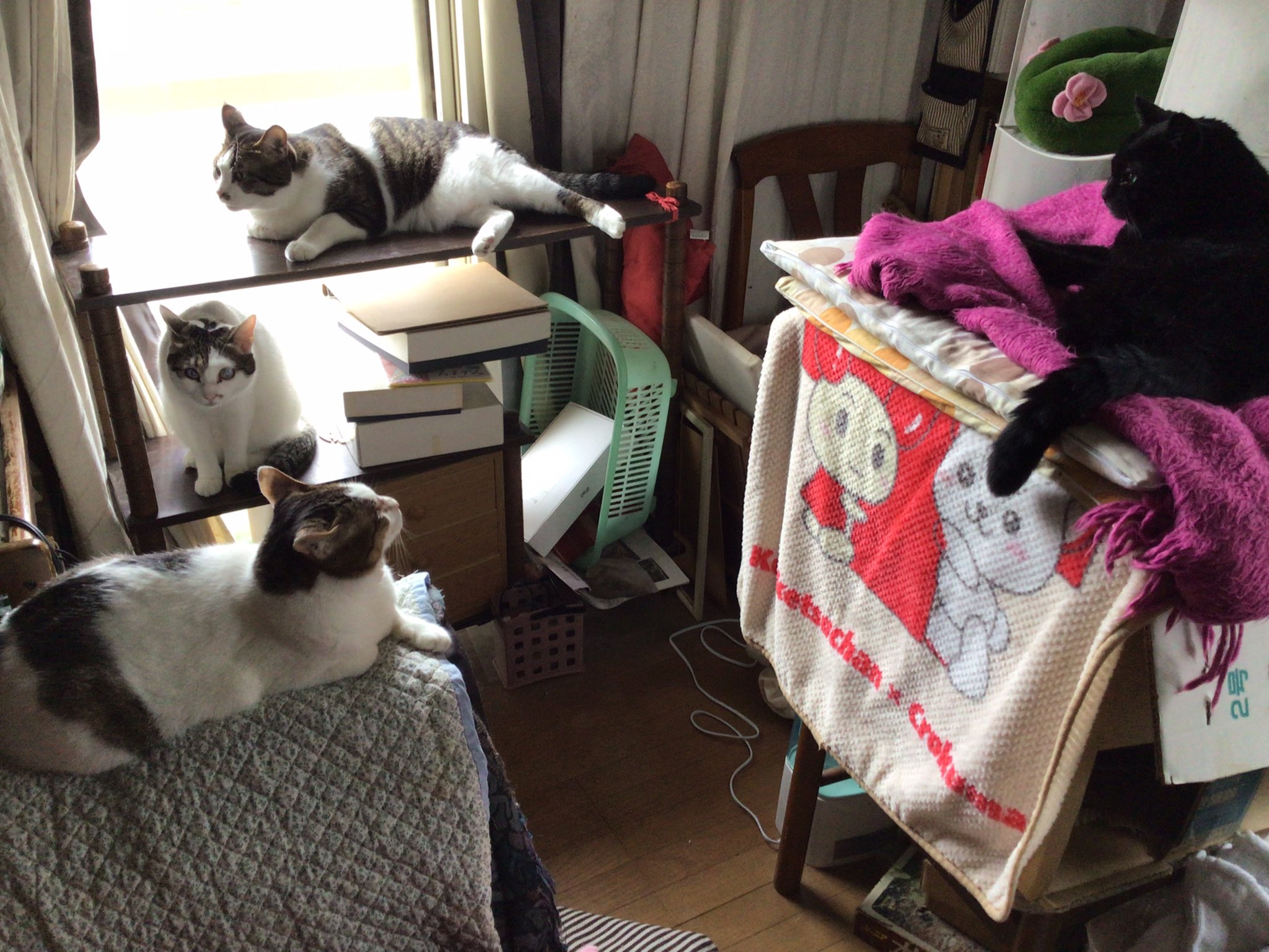 のあ猫 Noa Cat Dog Twitter