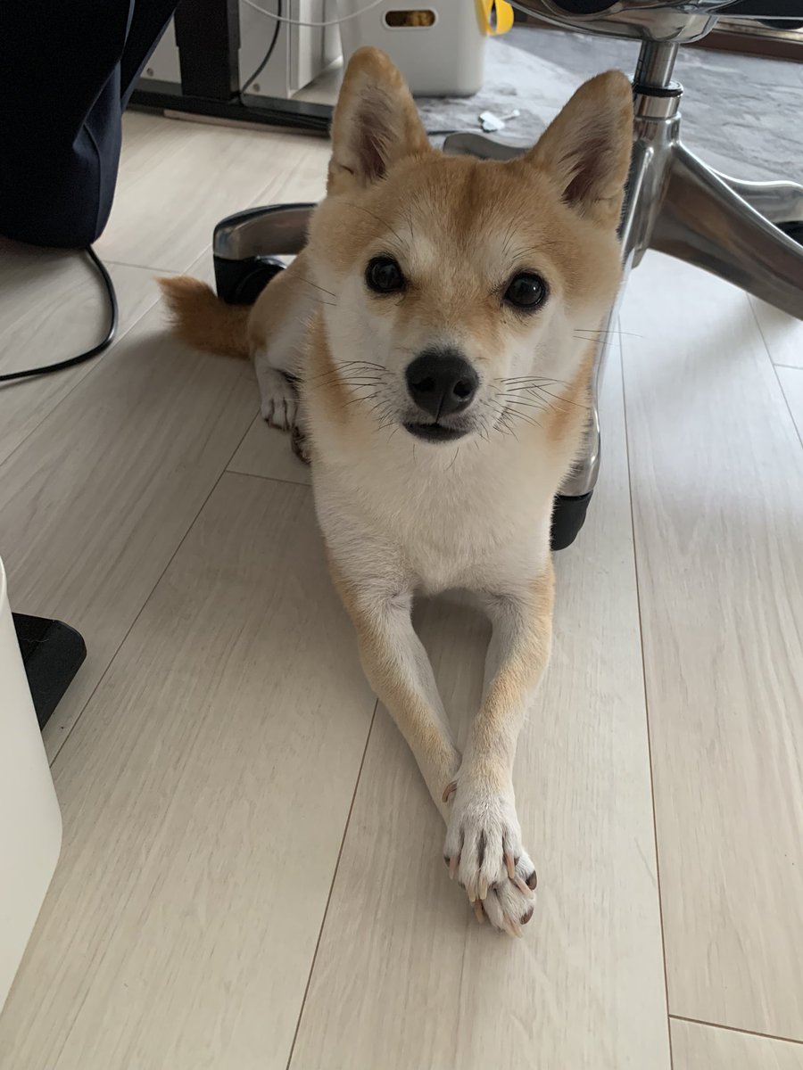 父ちゃんへの問い合わせは、私を通してくださいっていう威圧感を足元から感じた🥺🫶