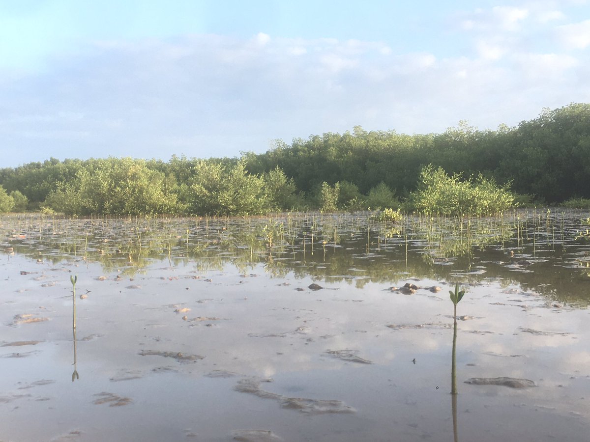 jceliscar's tweet photo. Build more resilient coastal communities in Haiti throug #EnvironmentalEducation and #EcosystemRestoration. 

#Mangrove
#CoastalManagement

#FoProBiM #PADF #CBF
#Haiti https://t.co/MnVugdGSl5