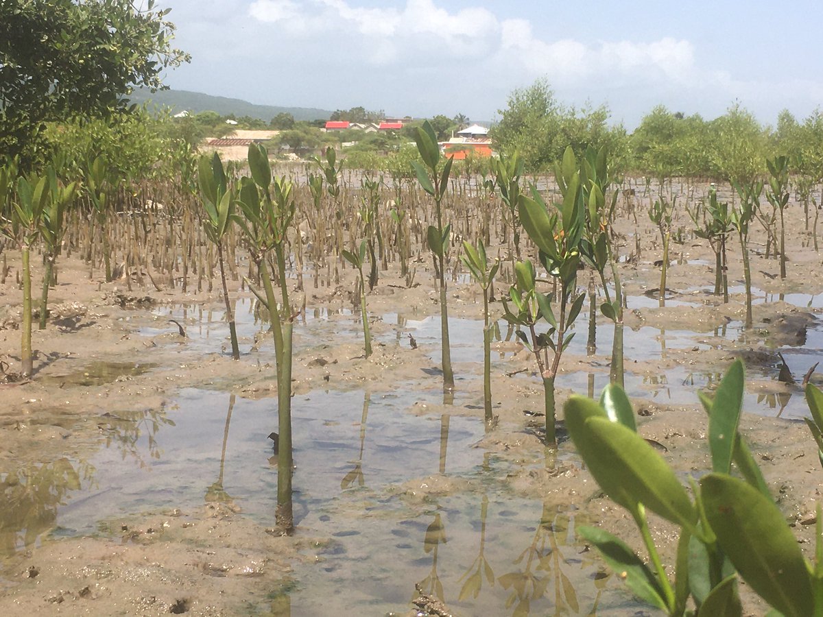 jceliscar's tweet photo. Build more resilient coastal communities in Haiti throug #EnvironmentalEducation and #EcosystemRestoration. 

#Mangrove
#CoastalManagement

#FoProBiM #PADF #CBF
#Haiti https://t.co/MnVugdGSl5