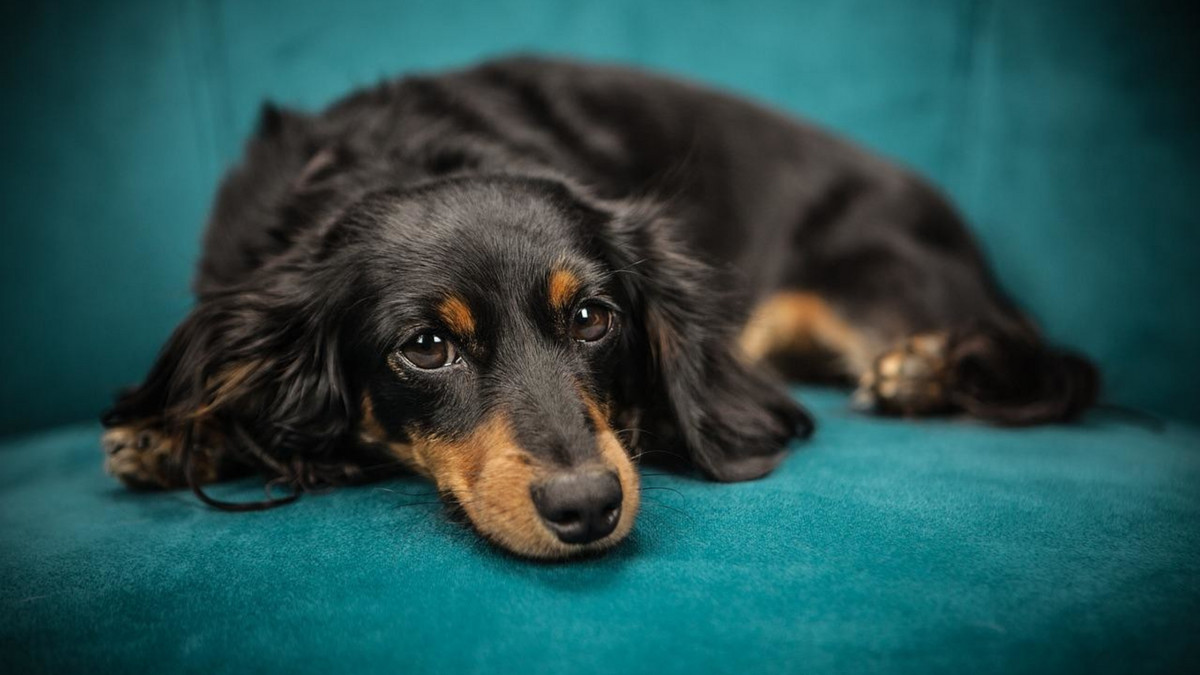 SurreyDataHub's tweet photo. Pet insurance can be confusing, and it can be difficult to remember what's included and what's not! Especially if you're worried about your pet. 
Check out this article about the general exclusions in pet insurance https://t.co/k1sR1pzbNH https://t.co/OH8ggh9WWj