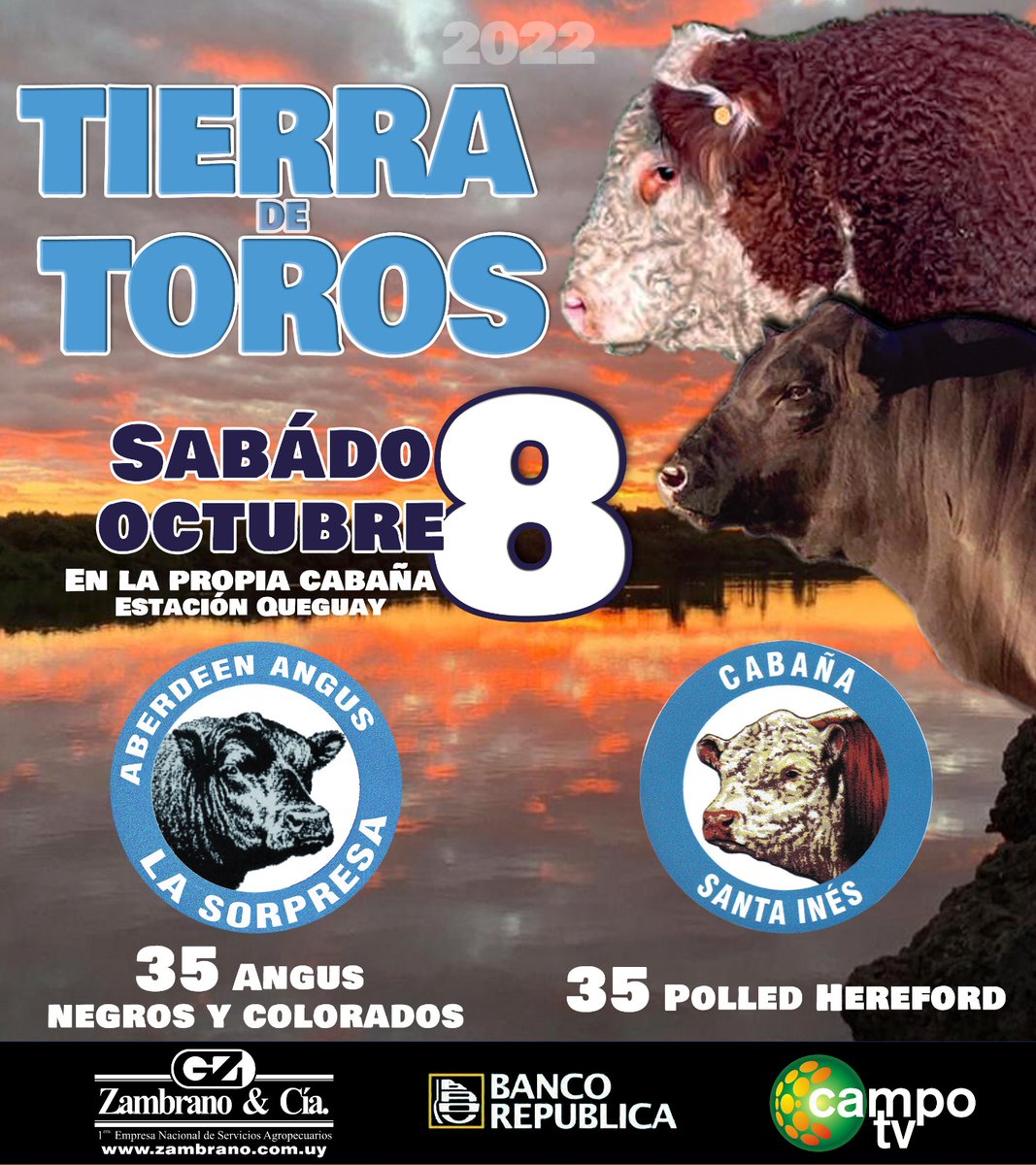 nachopcampomar's tweet photo. El sábado 8 de octubre imperdible remate Tierra de Toros. 35 toros de #lacatedraldelpolledhereford @CabanaSantaInes y 35 Angus de La Sorpresa. Remata @ZambranoyCia https://t.co/JwkN0gcsn2