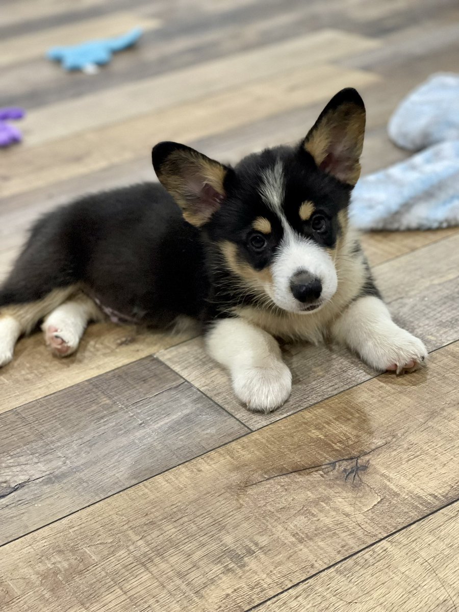 case_hoppes's tweet photo. 🐾 https://t.co/lrzhFuYTTJ