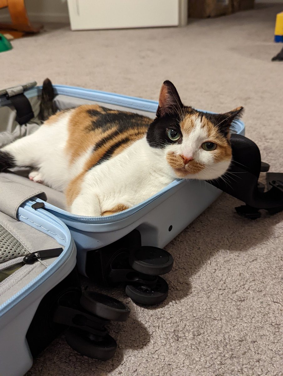 AuroraBurora's tweet photo. Daisy says "ooooo I see you've brought out my favorite bed again 😻"

#Cat #CatsofTwittter #suitcasecat https://t.co/HrRtROe9fx