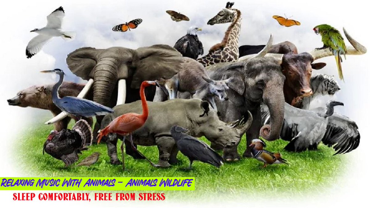 ThundersoundsS's tweet photo. #animalswildlife #animalsleeping. Relaxing music with animals - sleep comfortably, animals wildlife, animal sleeping, free from stress piano music sounds will make you sleep deeply at night without struggling to go to bed. Click here: https://t.co/hsidl0sUTp https://t.co/zjPaE4Pypy