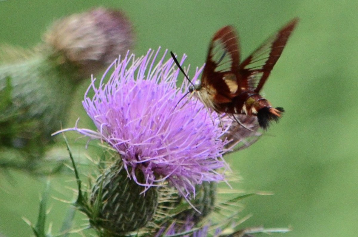 koolshark2's tweet photo. #Hummingbirdclearwingmoth: not a hummingbird. Nor a shrimp. Dene Slope @CentralParkNYC #nyc #nature #moth https://t.co/qGcvjjlmF4