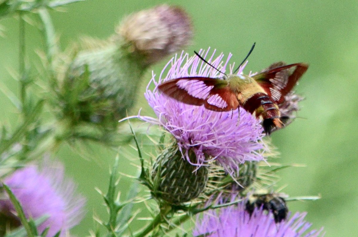 koolshark2's tweet photo. #Hummingbirdclearwingmoth: not a hummingbird. Nor a shrimp. Dene Slope @CentralParkNYC #nyc #nature #moth https://t.co/qGcvjjlmF4