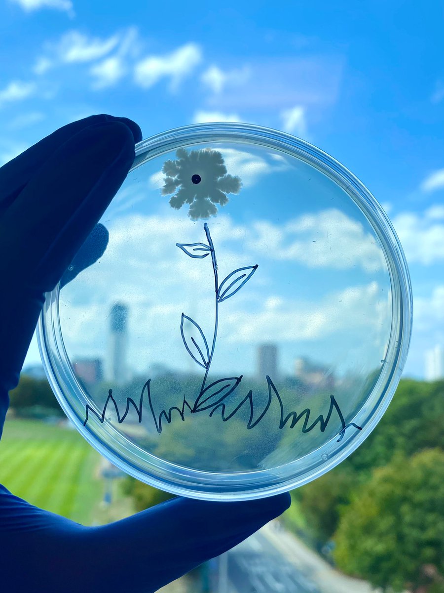 micro_jo's tweet photo. Microbe flora 🌼 #ContamArt https://t.co/jRhEIL4wI2