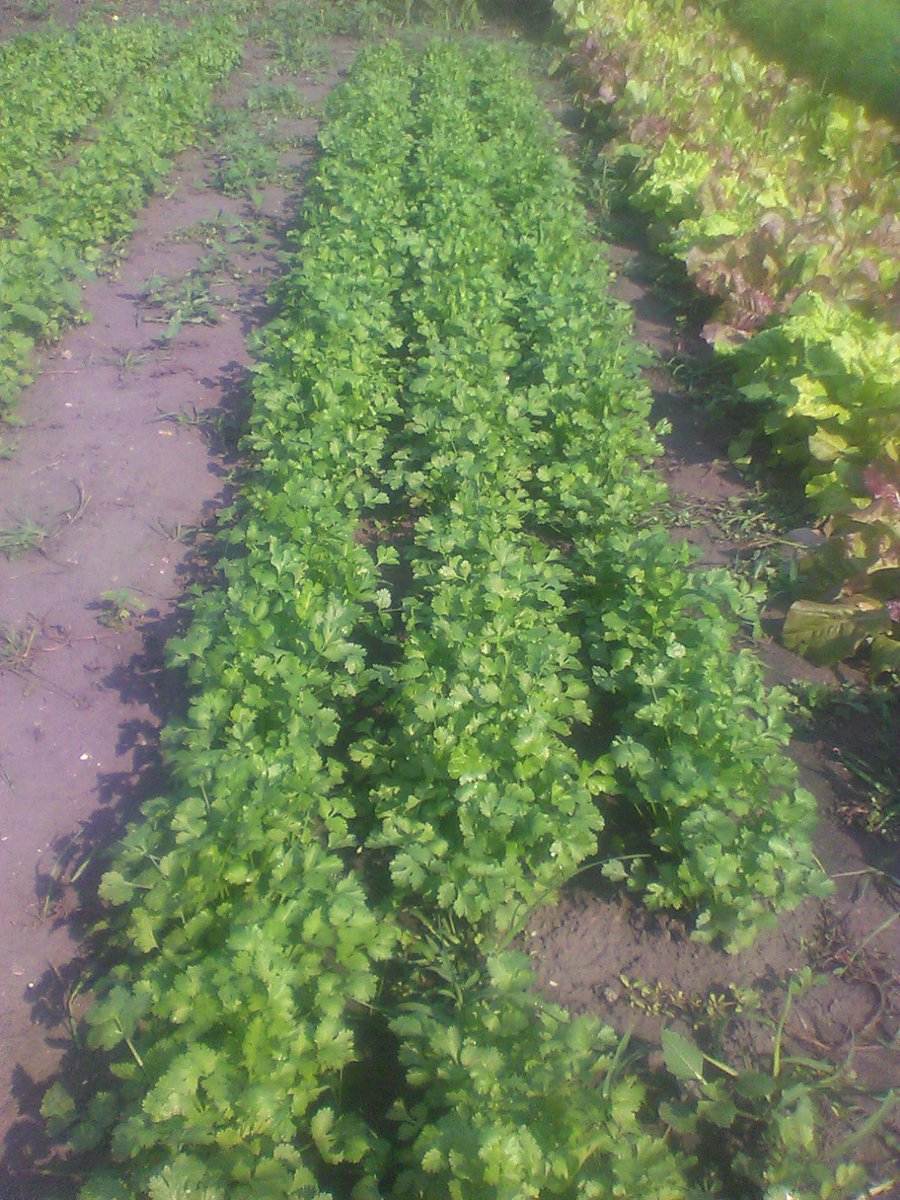 Wally Satzewich tweet media