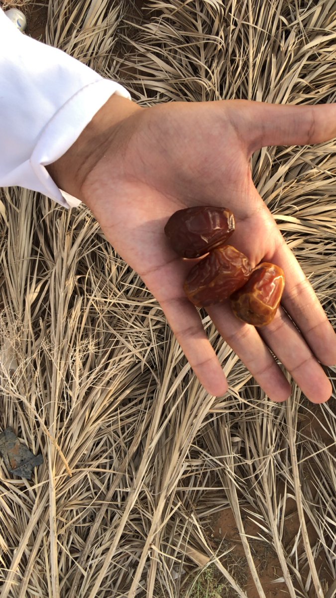 wlvvI's tweet photo. للبيع تمور من مزرعتنا الخاصة جميع انواع التمور 

للحجز 0562323527 او عن طريق الواتساب على نفس الرقم 
 #خميس_مشيط
#النيابة_العامة
 #وذ_نكهه_تحب_الاستعراض
 #هزه_ارضيه
 #حساب_المواطن
 #محمد_بن_سلمان https://t.co/AIzZ3wVSfZ