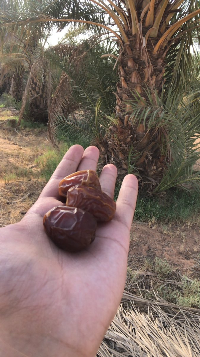 wlvvI's tweet photo. للبيع تمور من مزرعتنا الخاصة جميع انواع التمور 

للحجز 0562323527 او عن طريق الواتساب على نفس الرقم 
 #خميس_مشيط
#النيابة_العامة
 #وذ_نكهه_تحب_الاستعراض
 #هزه_ارضيه
 #حساب_المواطن
 #محمد_بن_سلمان https://t.co/AIzZ3wVSfZ