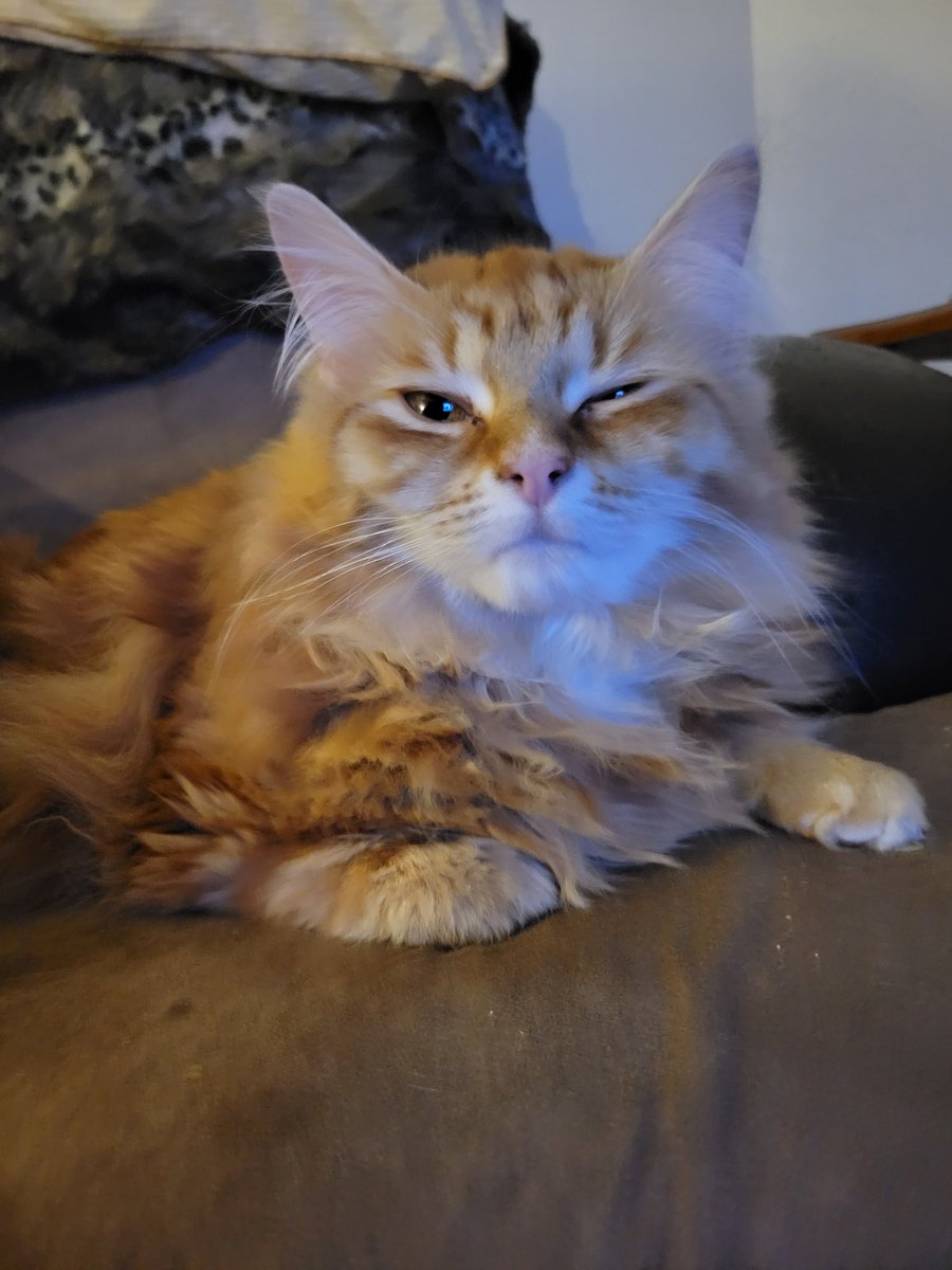 Mama are yous serwiouswwy waking me up to a camewa in my face?

Ugh.