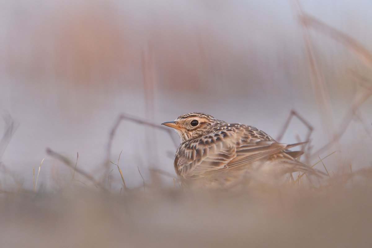 BirdLife Europe & Central Asia tweet media