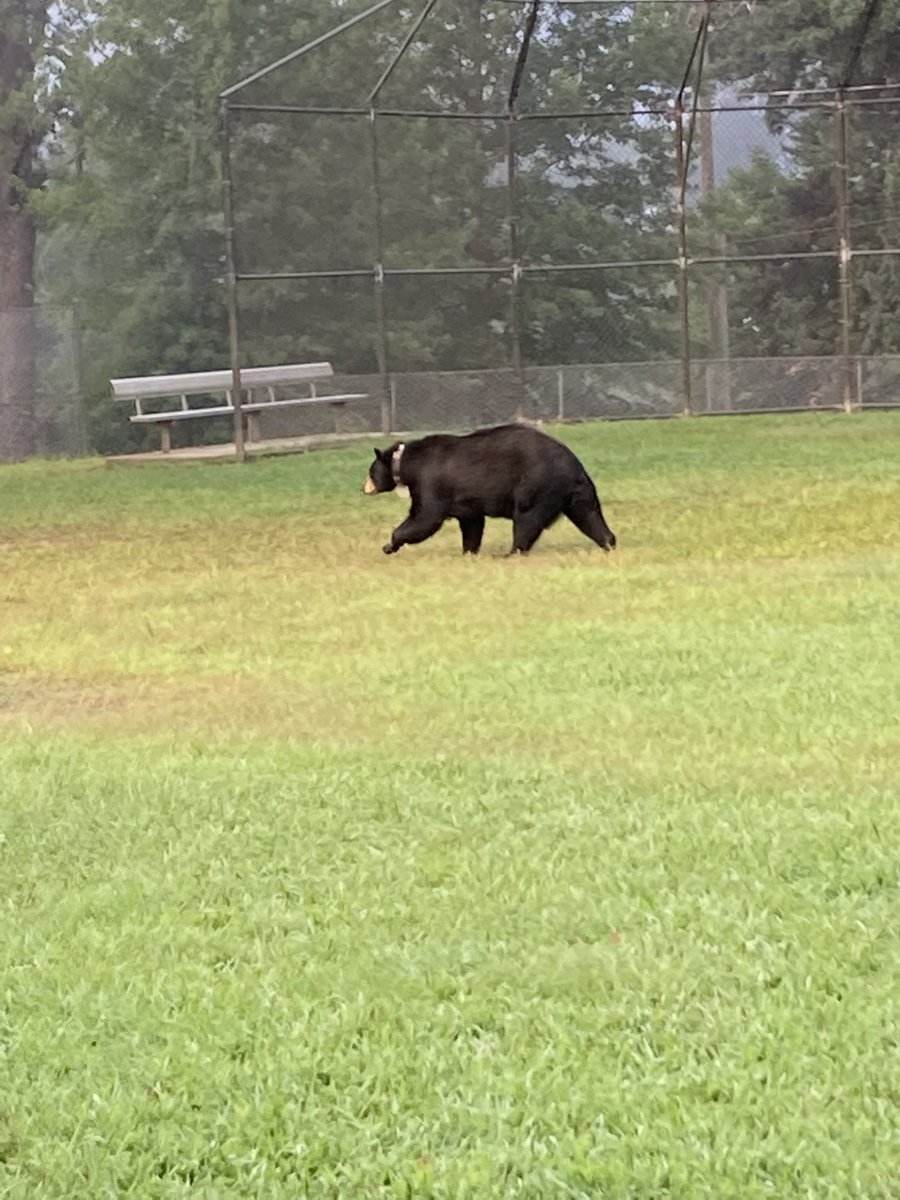 Not a visitor’s badge! #noplacelikejones #cougarpride