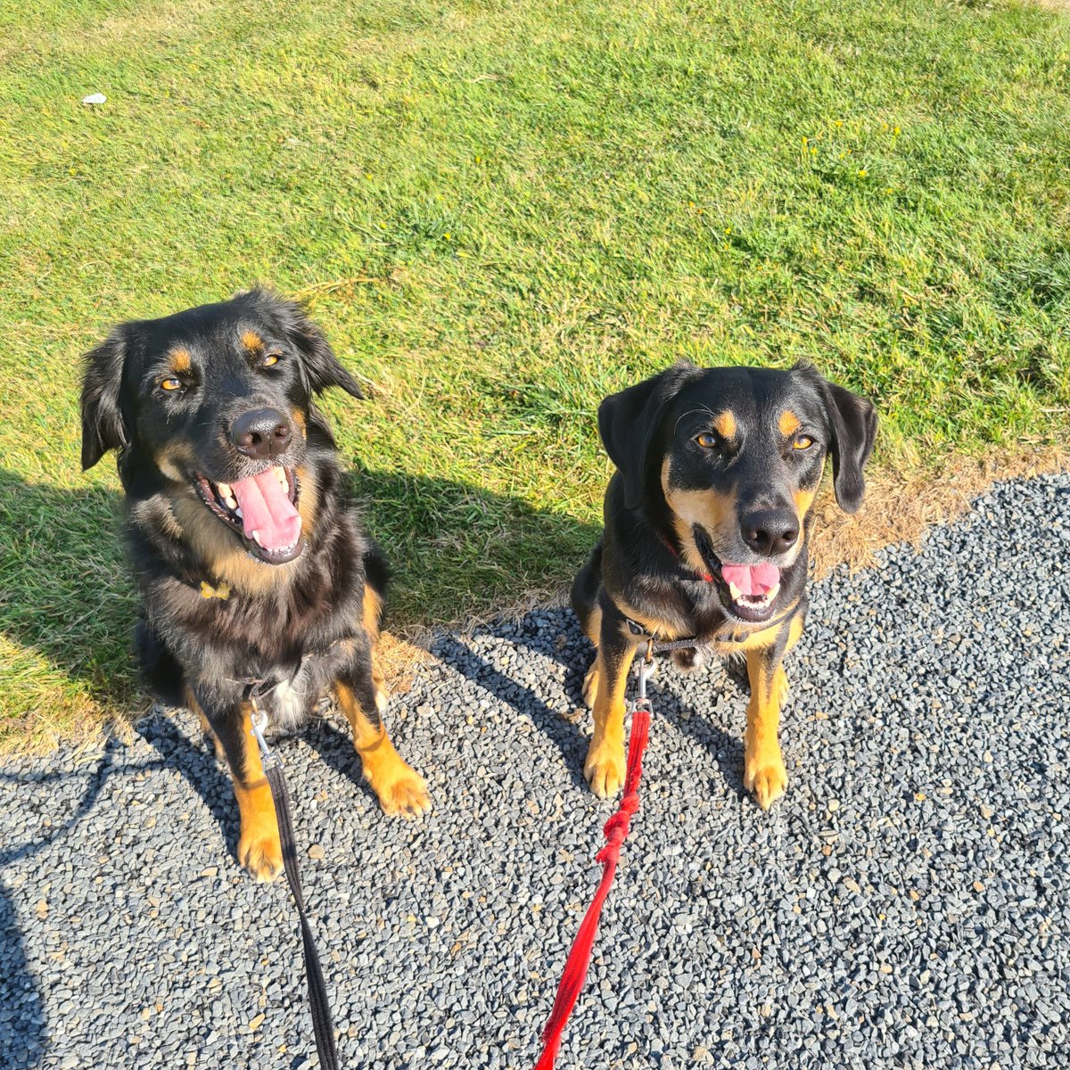 tazzietara's tweet photo. @Sean_Thoughts No news but here's a life break of my two happy doggos 😁 https://t.co/UU0RwDpId6