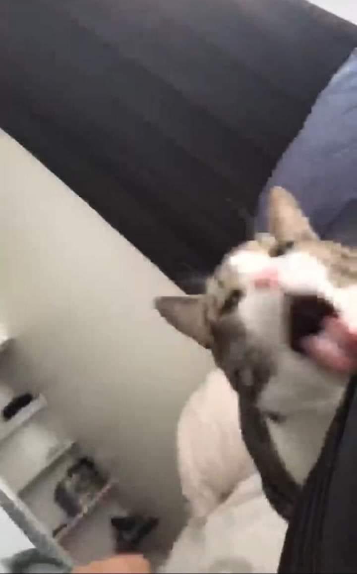 DoseOfCatto's tweet photo. Disgusting 😾
#CatsOfTwitter #Meow
#Cat #Cats #Kitten #Kittens #DailyDoseOfCatto #DoseOfCatto #CuteCats #LifeOfCats https://t.co/LCREZmstJ3