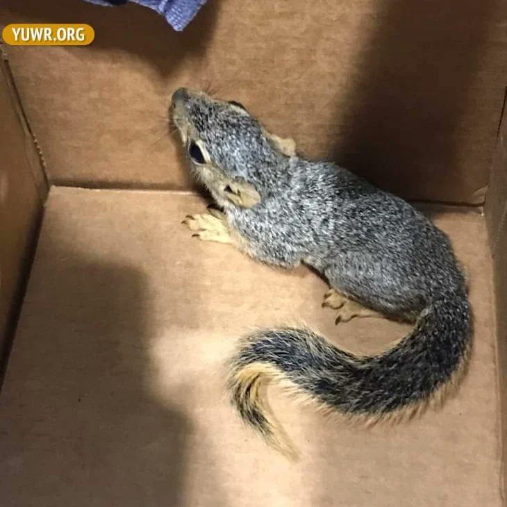 YggdrasilWild's tweet photo. More babies! Our Transport Team in action again. Both are now safe and warm, with lots of TLC, until they are old enough to be released.

**Wildlife are not pets! YUWR is a licensed and trained wildlife rehabilitator, with goal of rehabilitate and release.
https://t.co/24zJCuBcJv https://t.co/ajiwM5wXo4