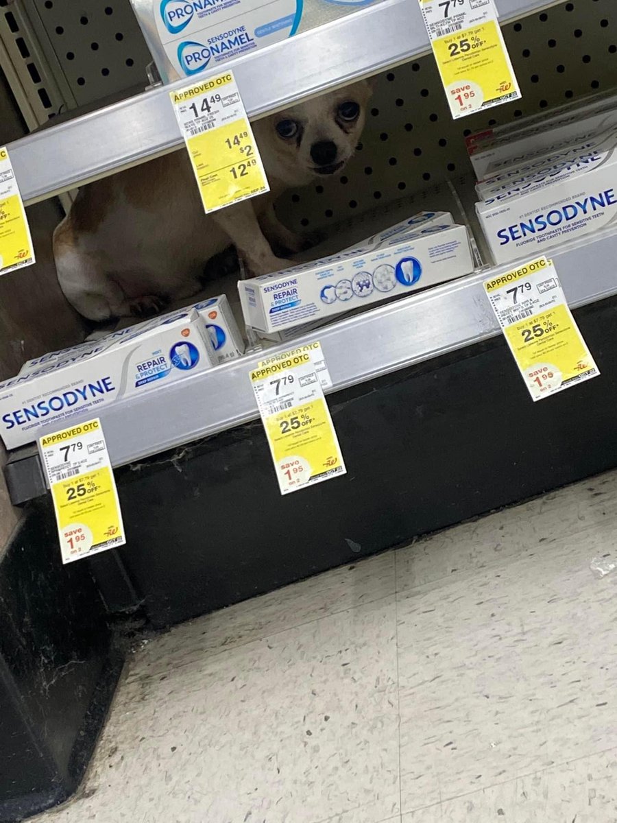 KeMiyahAlexisss's tweet photo. SOMEBODY PLEASE COME GET THEY DOG OUT OF WALGREENS‼️🤣 https://t.co/1OxuazZU2g