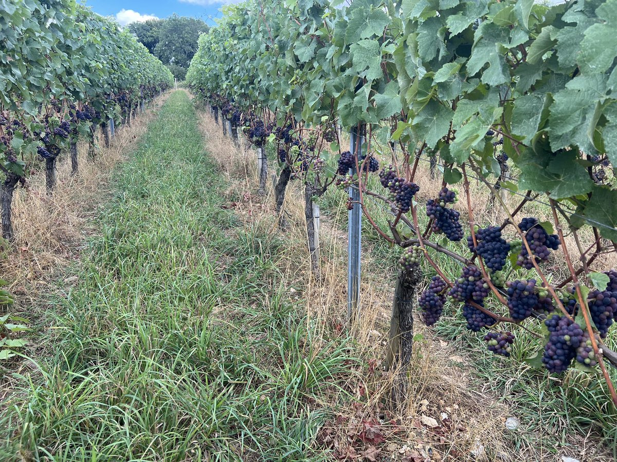 Veraison is going like a rocket this year. Especially after that rain.