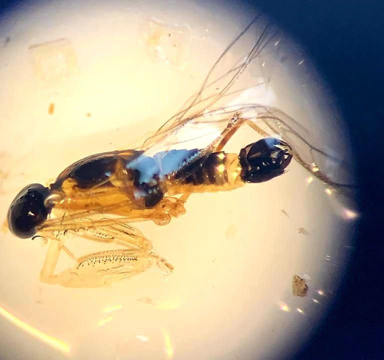 gkalinkat's tweet photo. Some #idhelp needed with this insect from Krakow am See (NE-Germany). Body length approximately 4 mm
Any ideas @thoerren @Christian_NDBy @DrRossPiper @RoyvanGrunsven @jorg_freyhof #biodiversity #insects https://t.co/8NqI3nXNN3