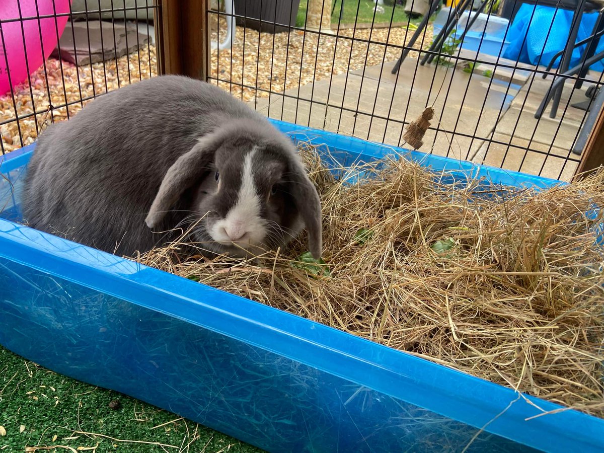 LittlestLives's tweet photo. https://t.co/wZj3msAXbi

Can you help us?

Full story on the Justgiving link ❤️ https://t.co/IKRVn8qe8W