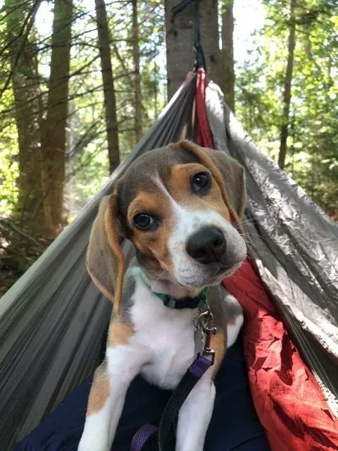 This is Mika, a 12 week old beagle. She loves taking naps in the hammock and snuggling with her tiny humans, ages 3, 7, and 10. Mika's grown up human is Amanda Querry, D.O., ‘07!