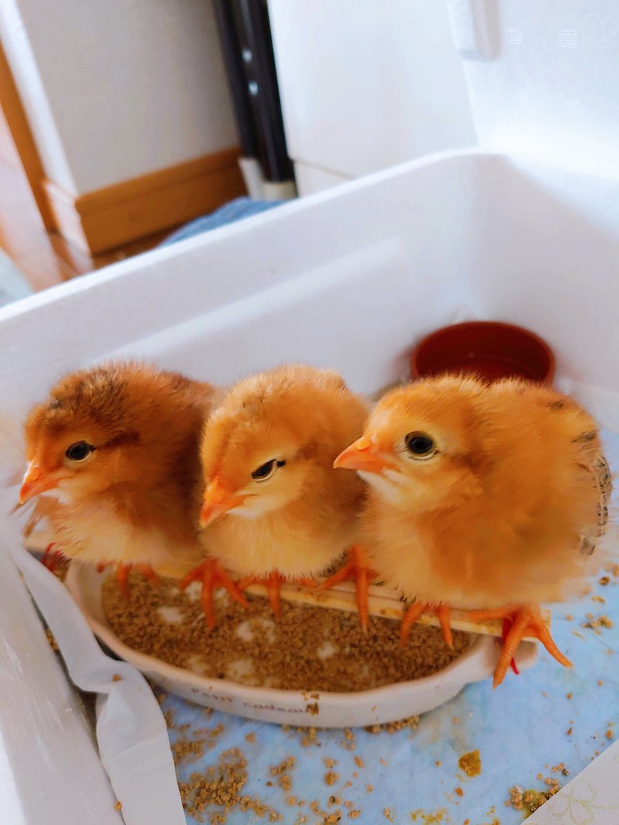 えっぴん tweet media