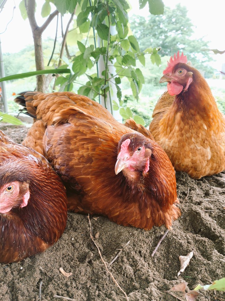 えっぴん tweet media