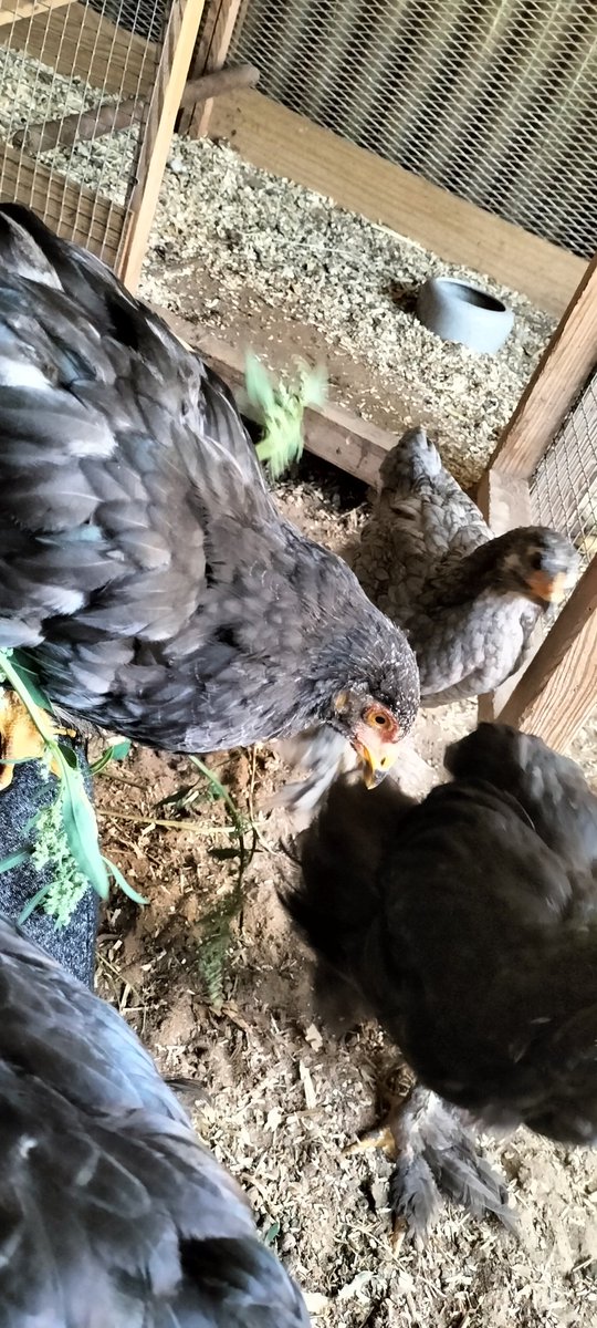 Jojo_audio's tweet photo. @greenbriar__ Also, the babies I hand raised. https://t.co/qd1bpoSeuR