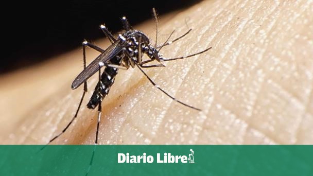 DiarioLibre's tweet photo. ⚕️|#SaludDL | Reportan más de 3,500 casos de dengue y 18 fallecimientos en lo que va de 2022

🔗https://t.co/h6dIKYKZH4

#DiarioLibre #Dengue #Digepi #RobertReid #Malaria #Leptospirosis https://t.co/cfFTXMpR5g