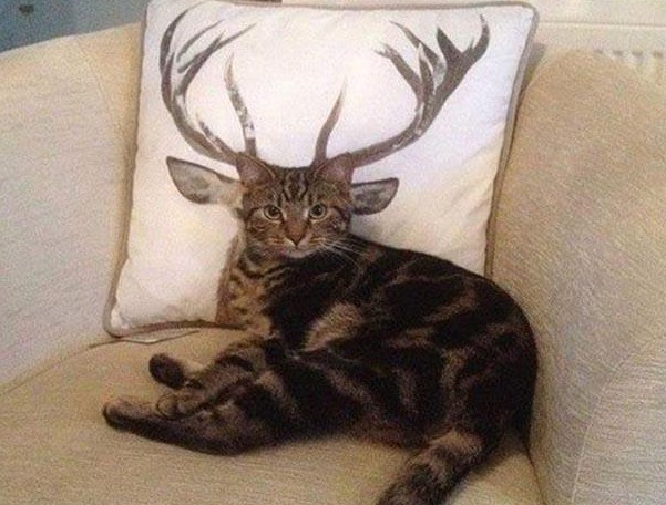 MeanwhileinCana's tweet photo. Why yes, I am Canadian.  Why do you ask? https://t.co/fXrGFUOR6o