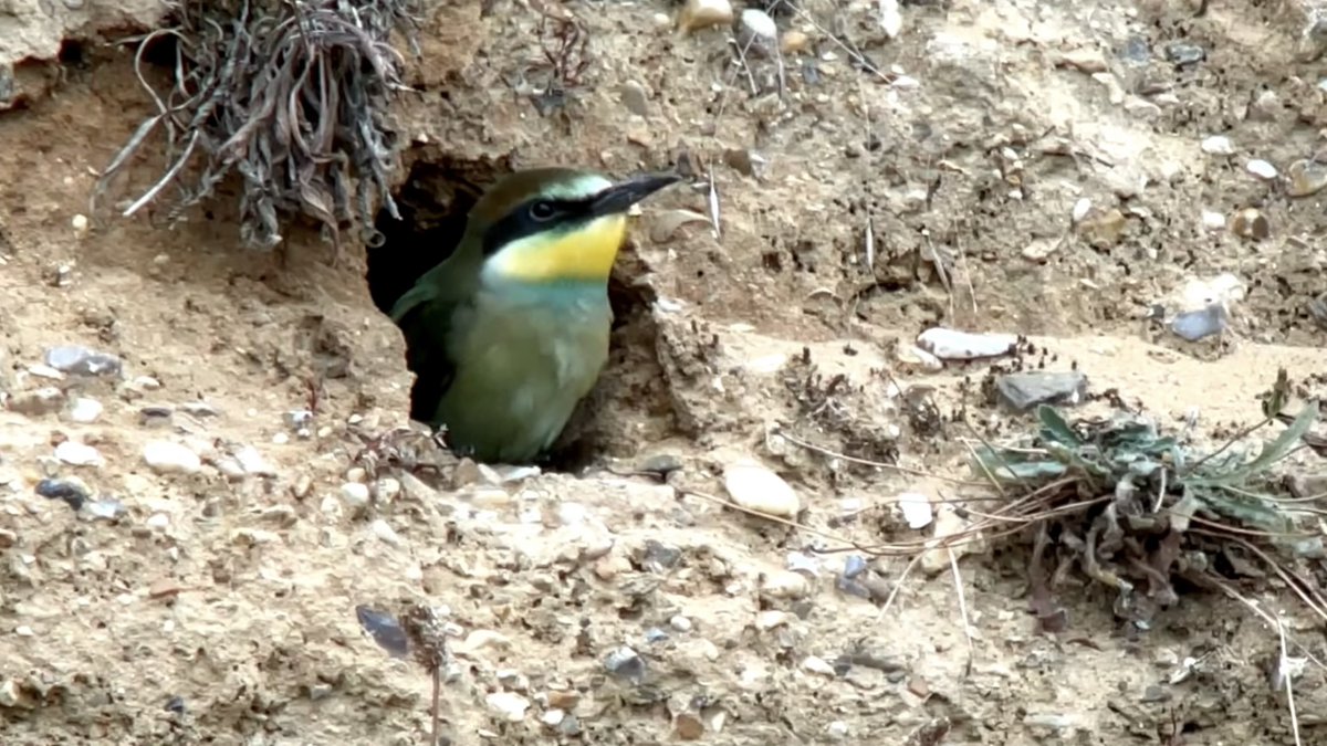 👋 It's time to say farewell to the Norfolk bee-eaters. The 6 adults and 3 offspring have now set off on the long journey back to sub-Saharan Africa. Goodbye & good luck to these beautiful rainbow coloured birds! 🌈 📸 Screen grab of the moment a fledgling left the nest