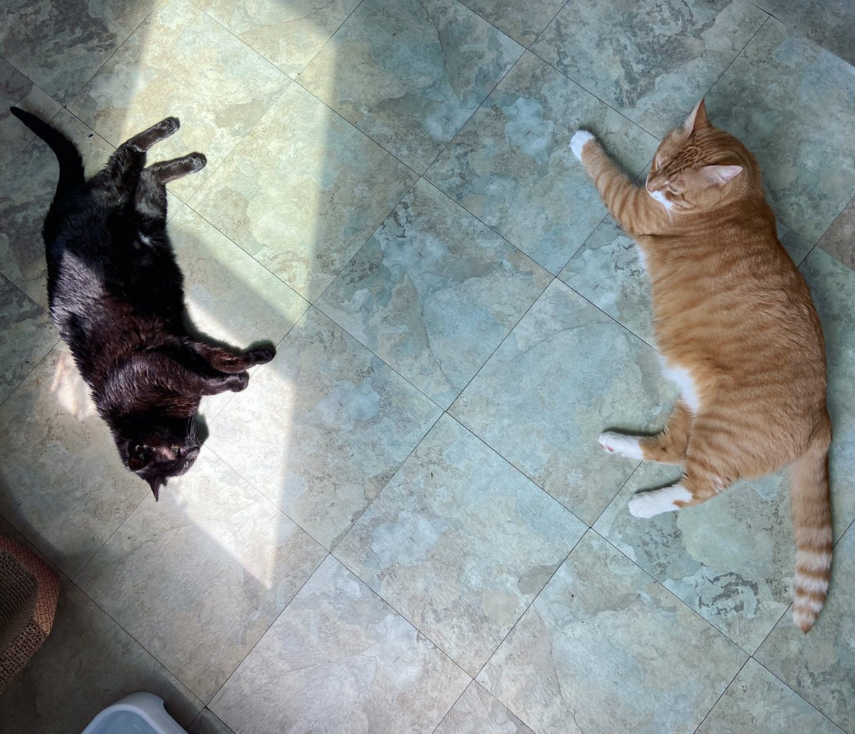 mimi_miranderr's tweet photo. yin amd yang 🖤🧡

#bffs #CatsOfTwitter #tunatuesday #adoptdontshop  #themeemster #alverino https://t.co/9qIvn9Xl3S
