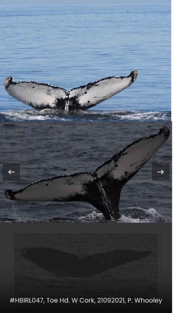 Scottish humpback ID tweet media