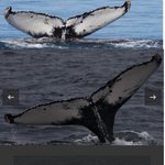 Photo by Scottish humpback ID (@HumpbackId)