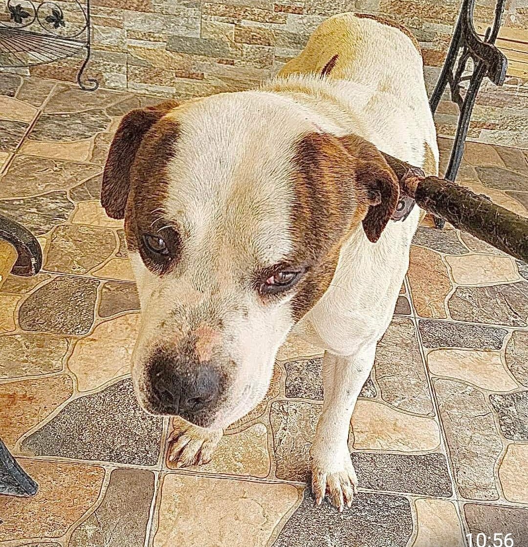 ⚠️⚠️LLAMAMIENTO DE SOCORRO⚠️⚠️  Más de 3️⃣0️⃣ perros en INMINENTE #SACRIFICIO en perrera de #VALENCIA . Se pide,se suplica asociaciones/particulares por favor se apiaden de ellos y se rescaten de la #MUERTE  🆘🆘 📢📢#ESPAÑA #AYUDA #DIFUNDIR #SOS